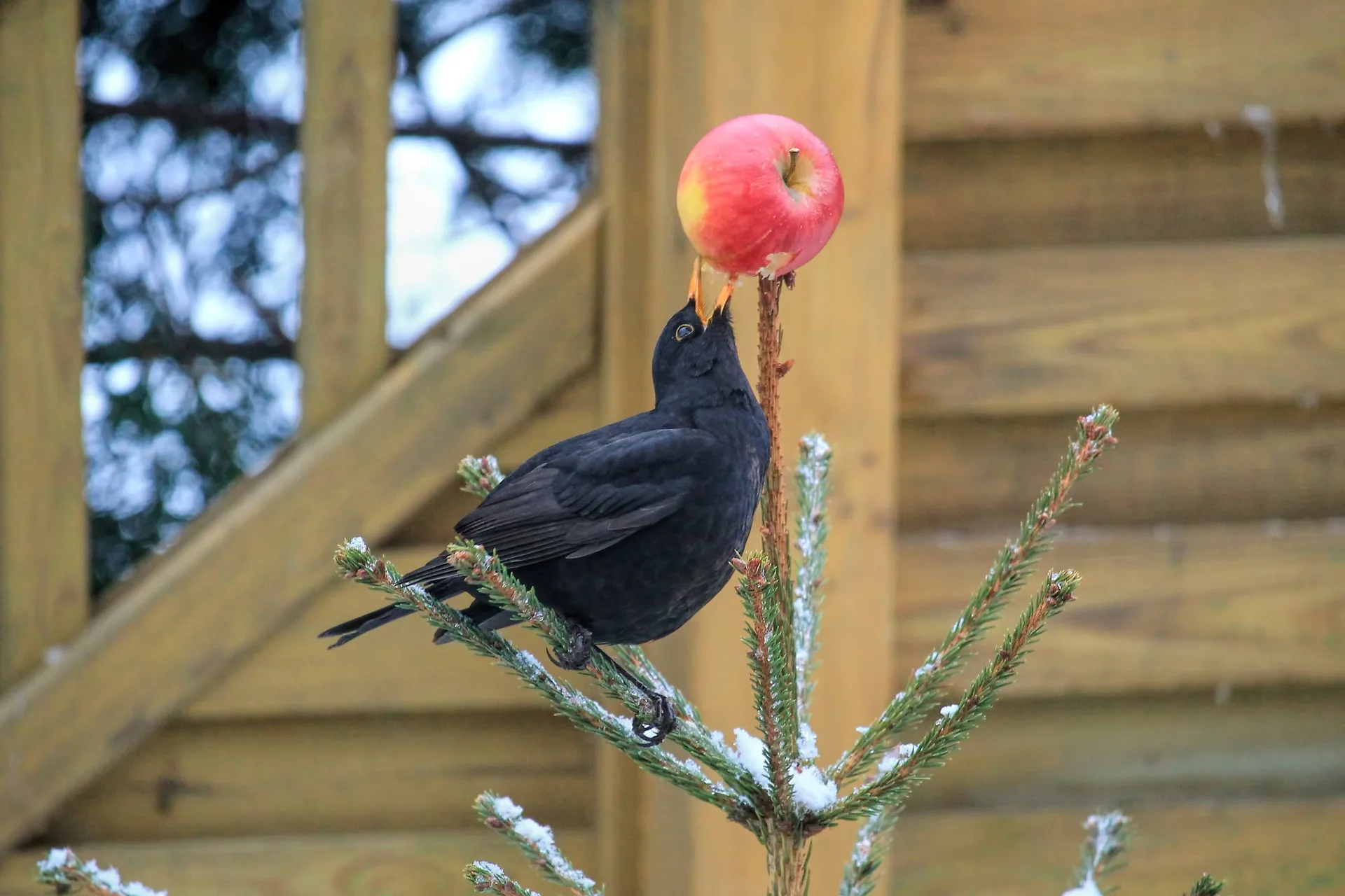 Amsel mit Apfel
