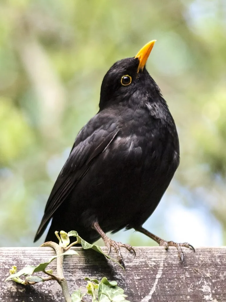Amsel