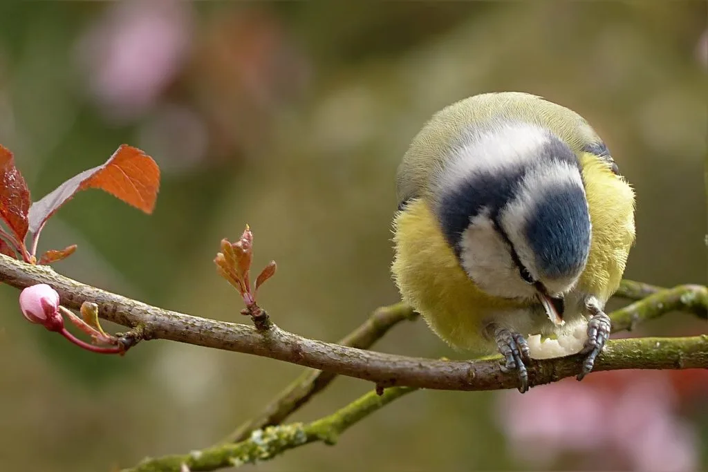 Blaumeise