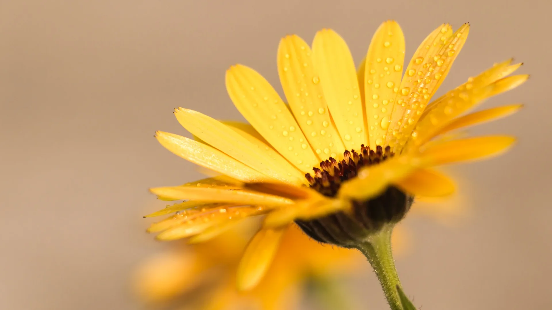 Ringelblume, Ringelblumensalbe, Calendula Ringelblume
