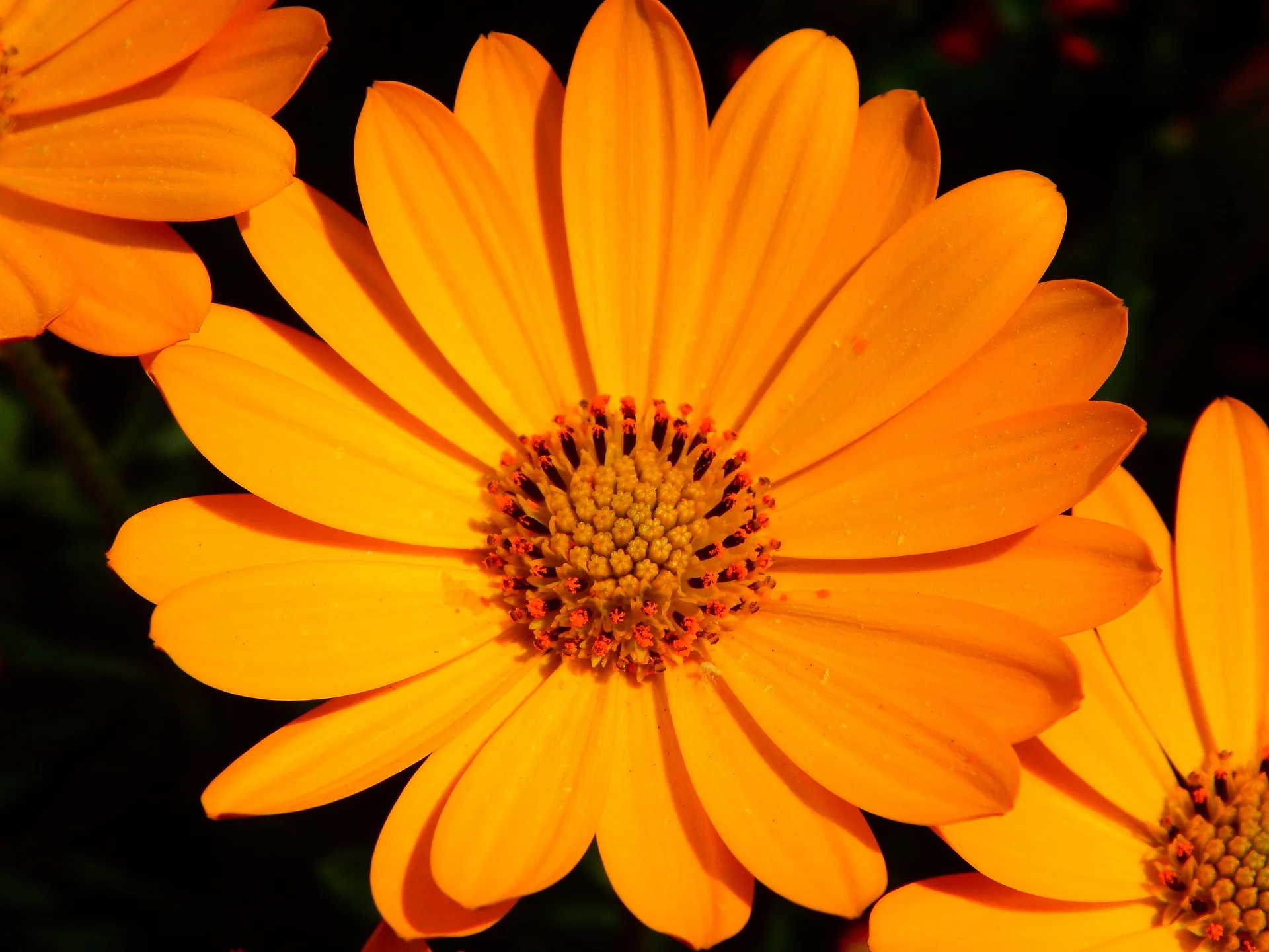 Ringelblume, Ringelblumensalbe, Calendula Ringelblume
