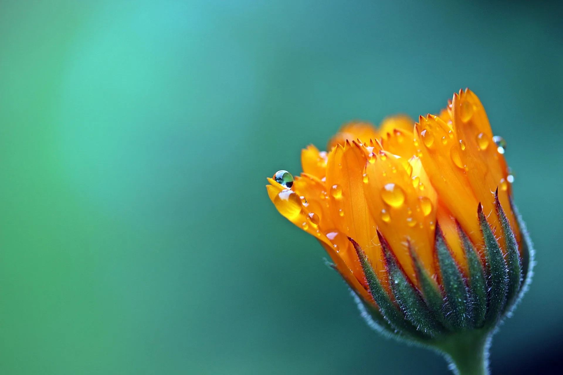 Ringelblume, Ringelblumensalbe, Calendula Ringelblume mit Tropfen