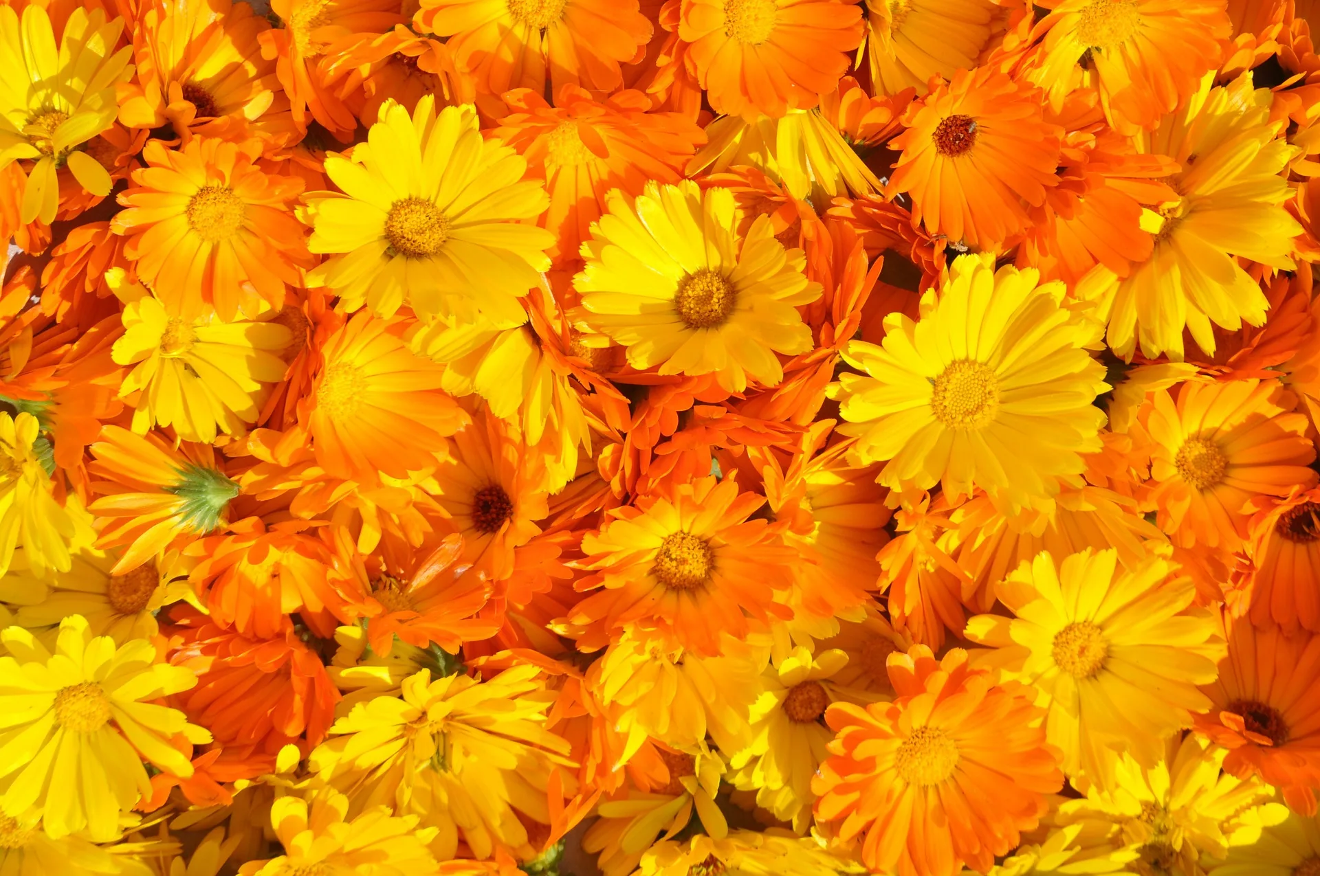 Ringelblumen