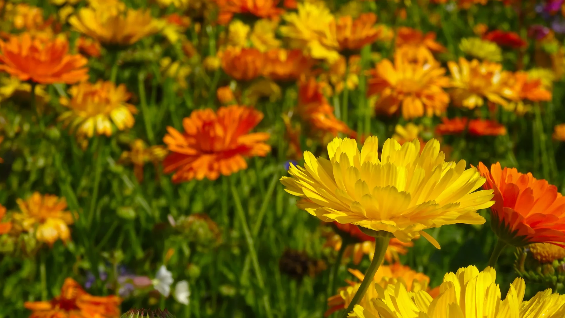 Ringelblumen, Ringelblumensalbe, Calendula Ringelblumen auf einer Blumenwiese